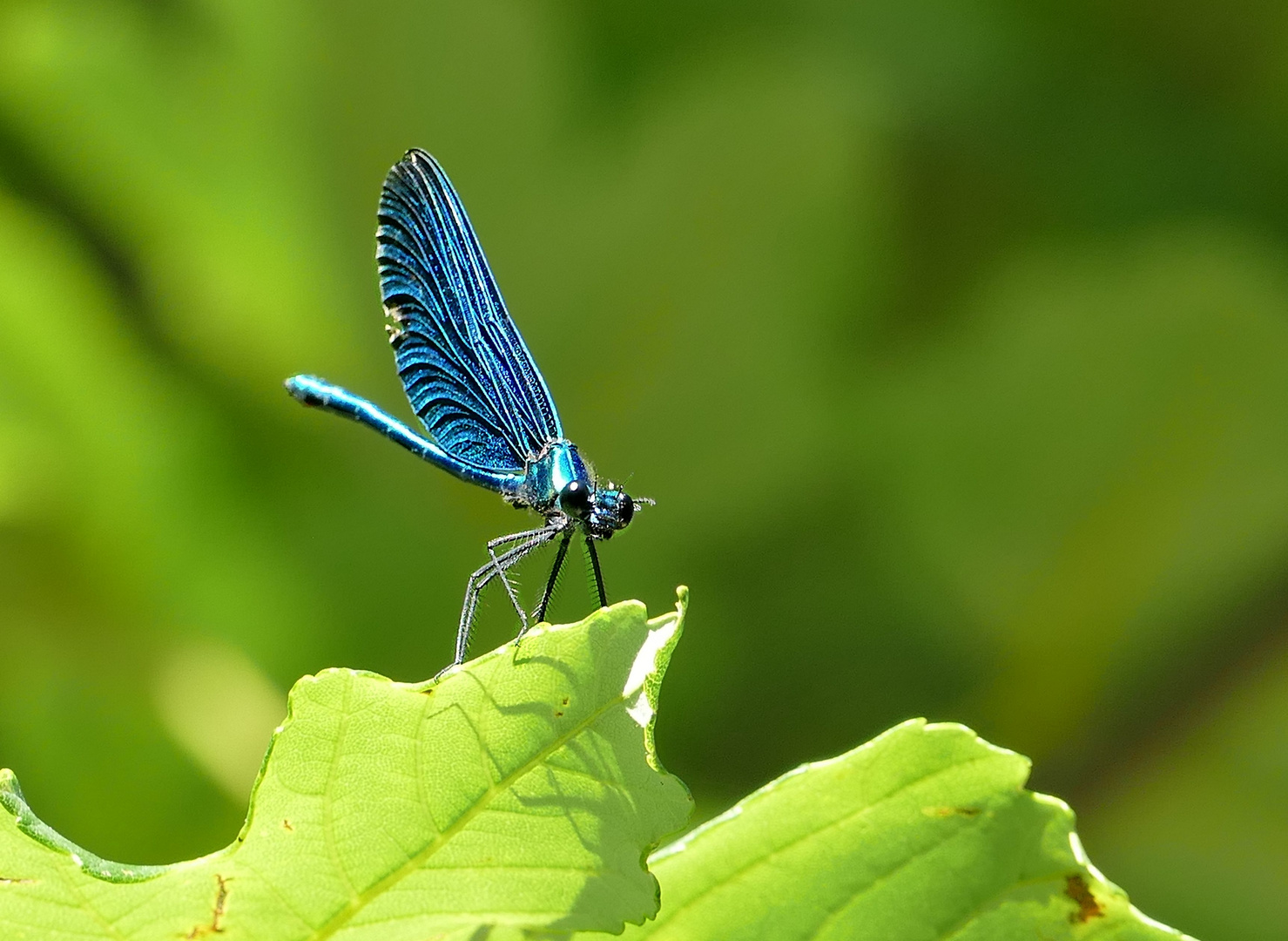 Blauflügel-Prachtlibelle