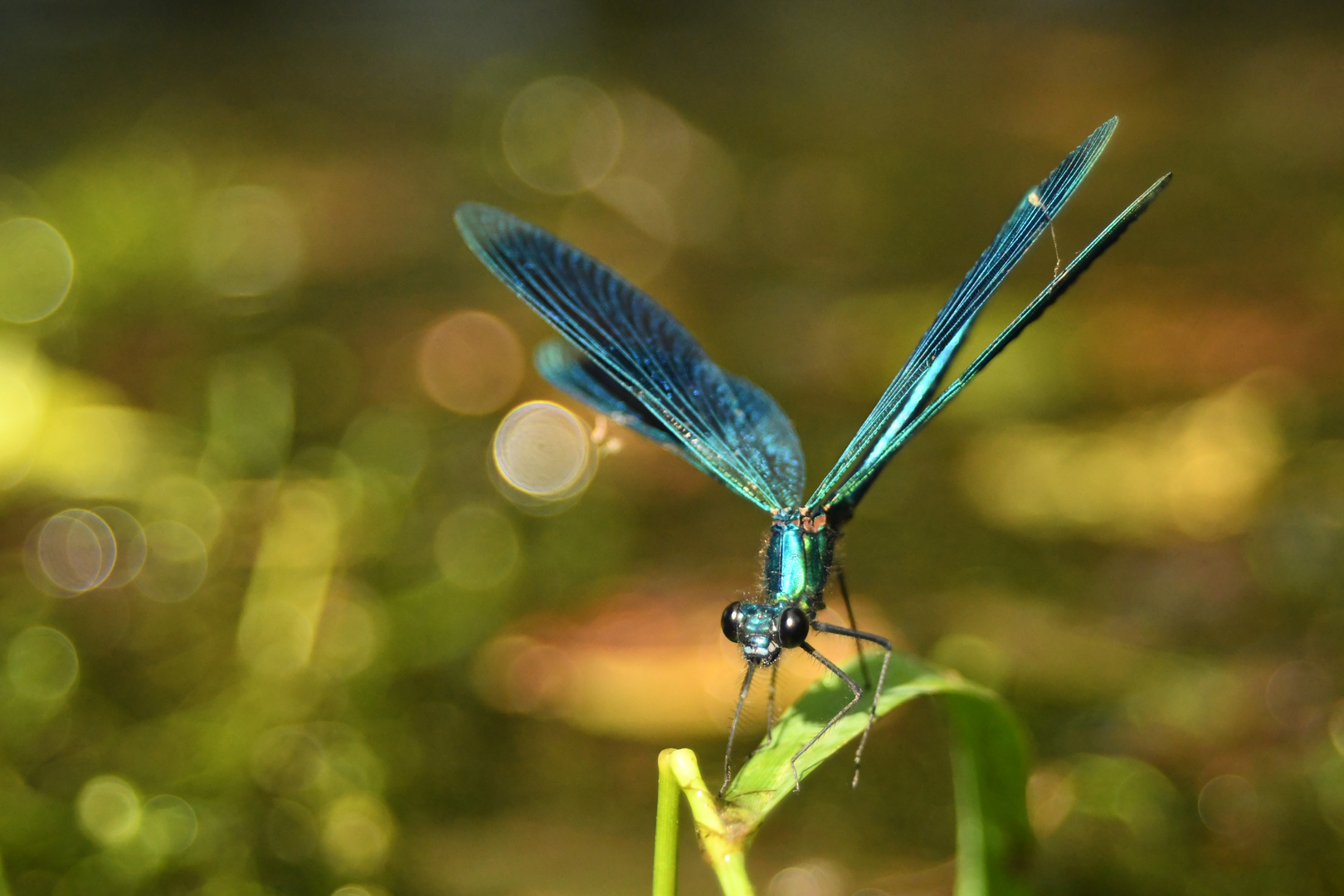 Blauflügel Prachtlibelle