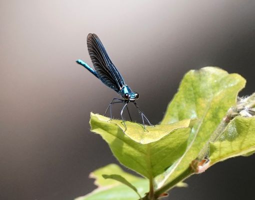 Blauflügel-Prachtlibelle