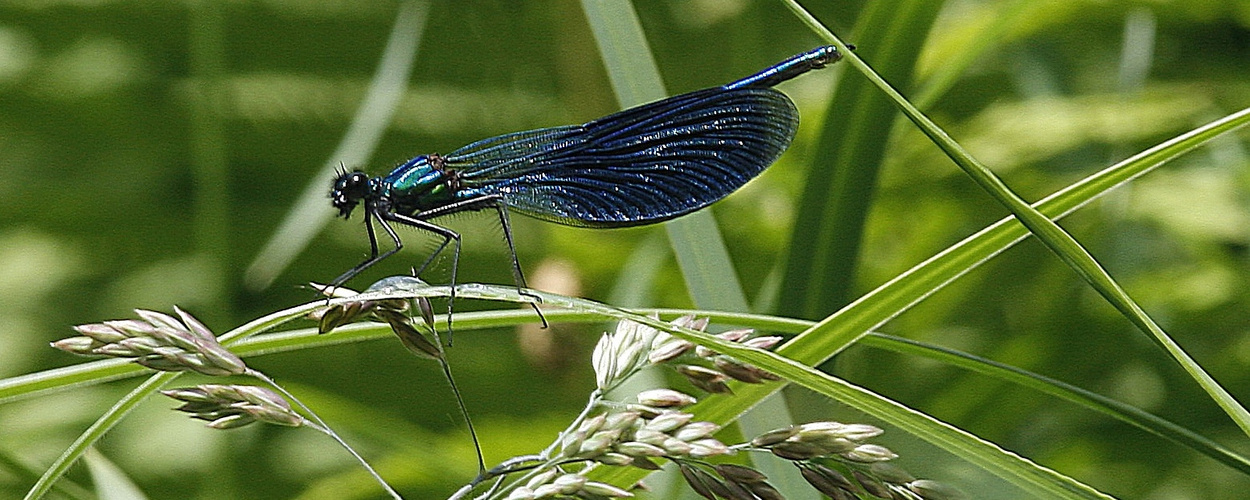 Blauflügel-Prachtlibelle