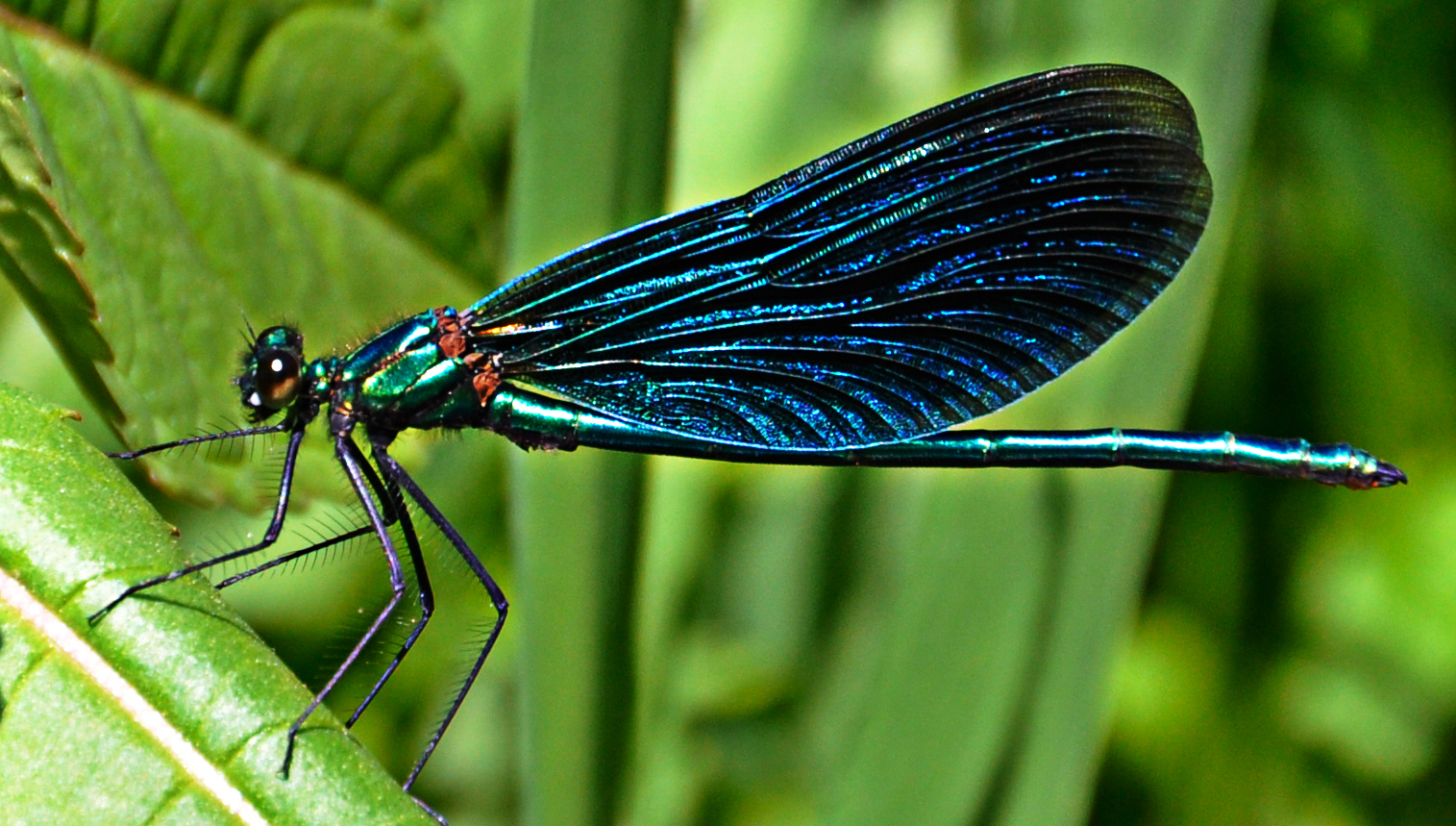 Blauflügel Prachtlibelle