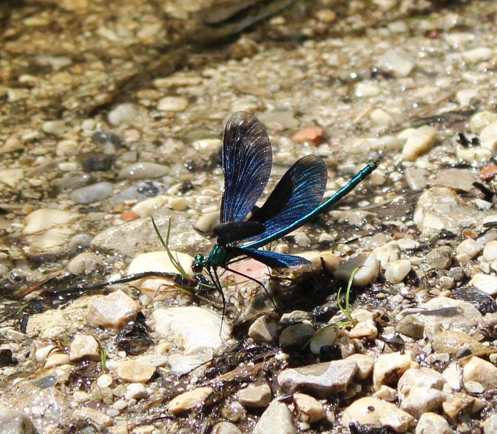 Blauflügel Prachtlibelle 