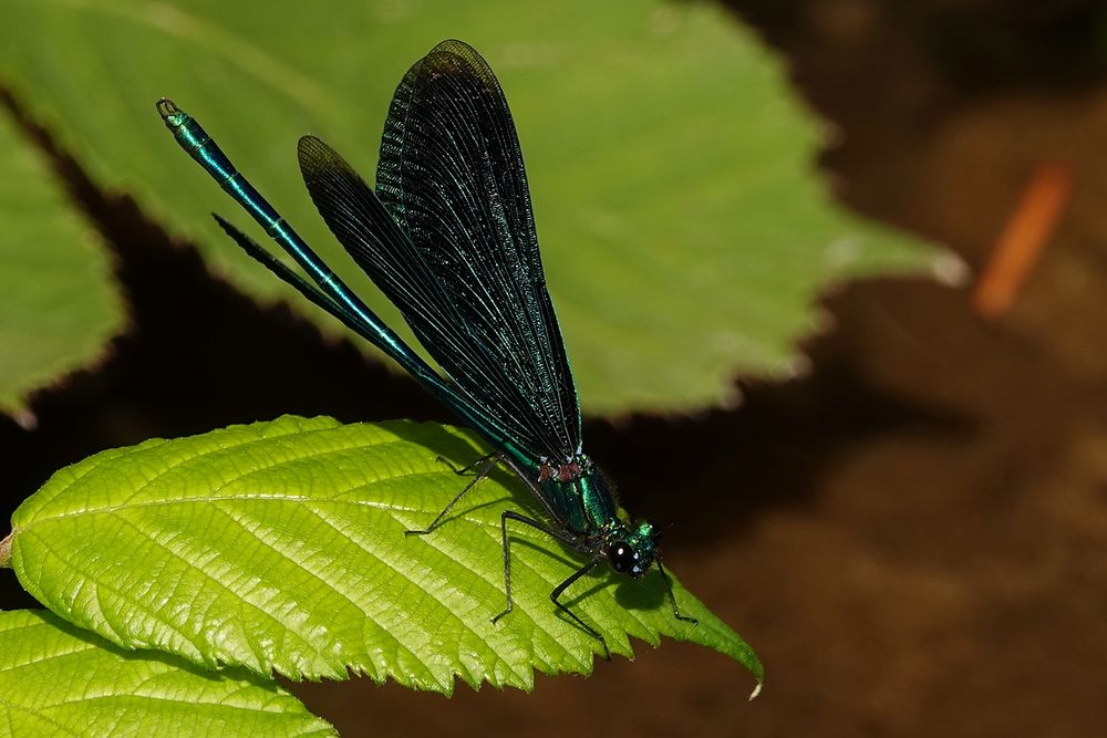 Blauflügel Prachtlibelle