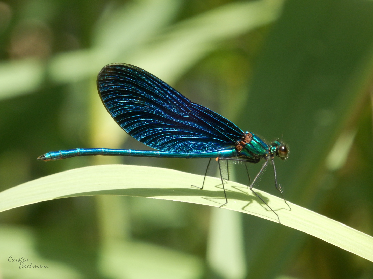 Blauflügel Prachtlibelle