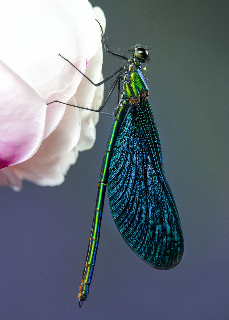 Blauflügel Prachtlibelle 