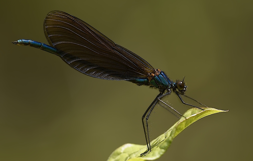 Blauflügel Prachtlibelle