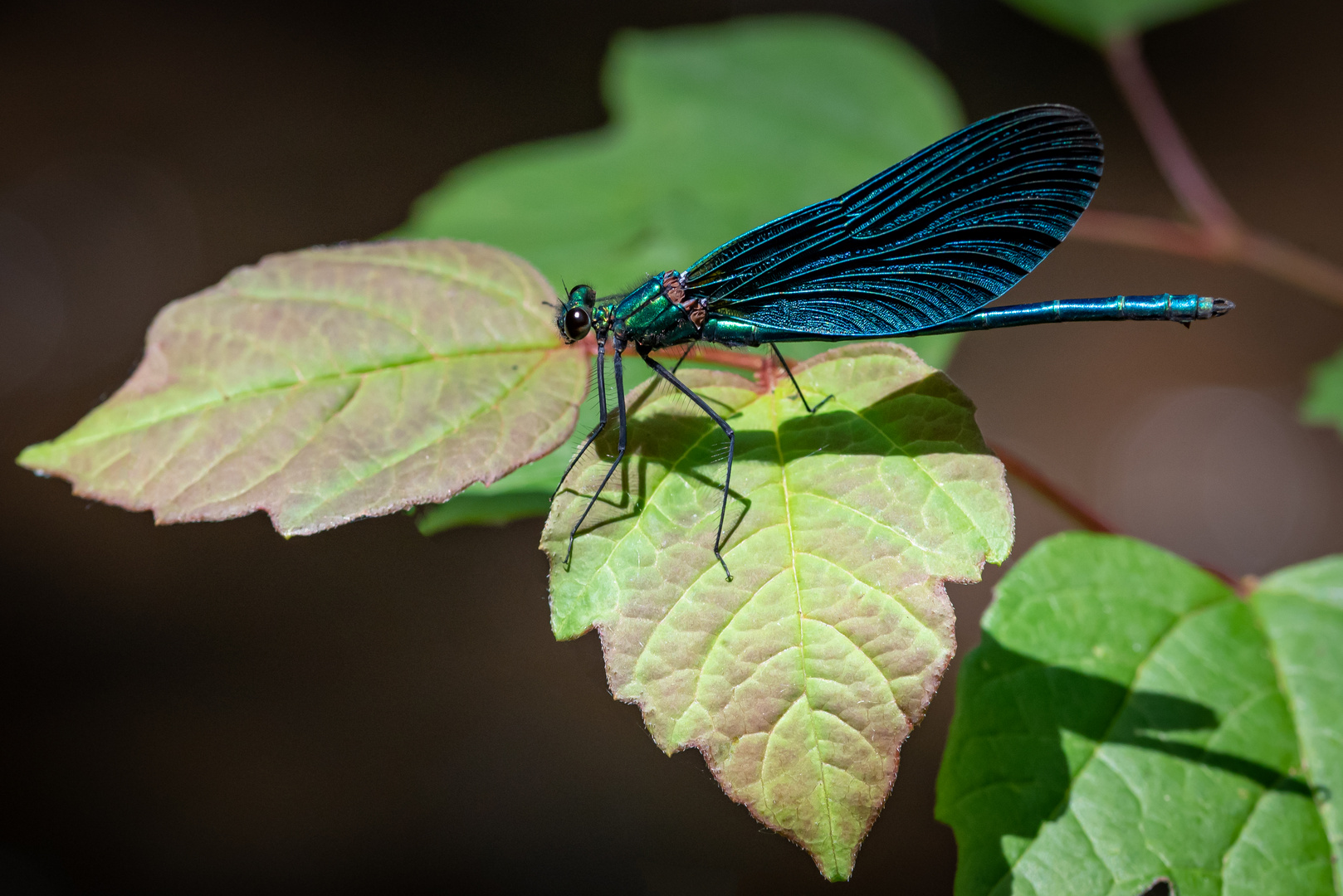 Blauflügel Prachtlibelle