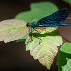 Blauflügel Prachtlibelle