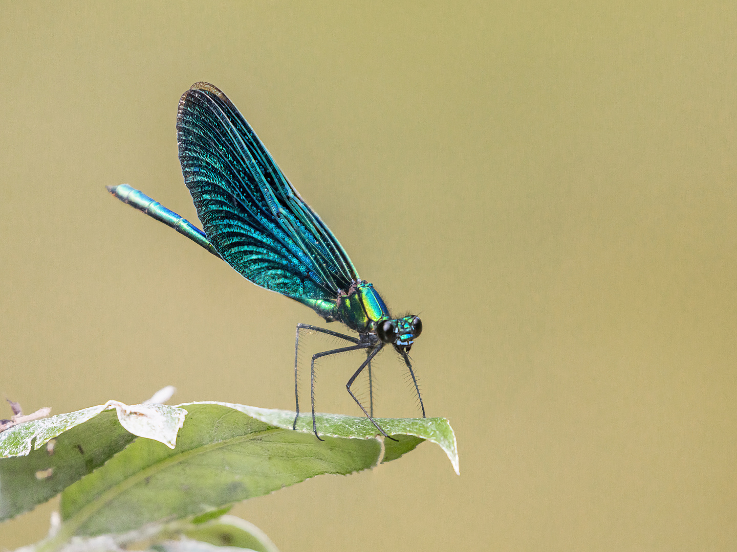 Blauflügel Prachtlibelle