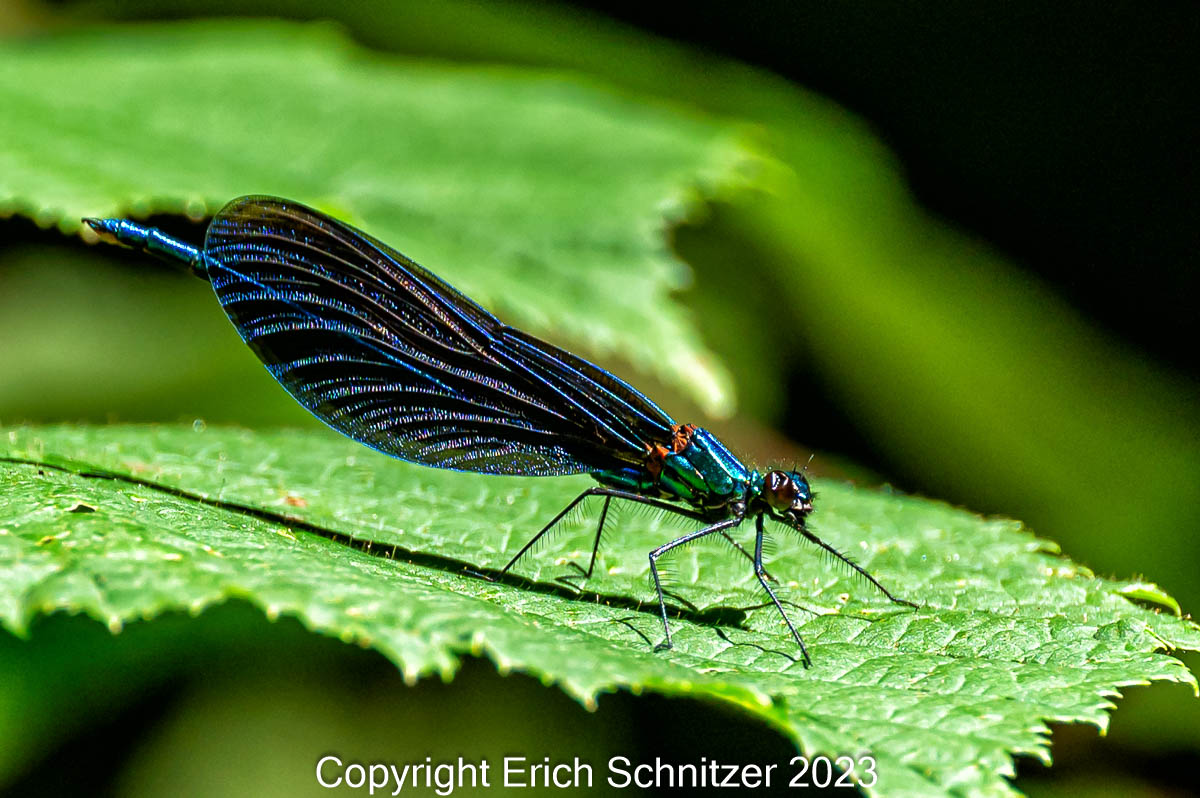 Blauflügel Prachtlibelle