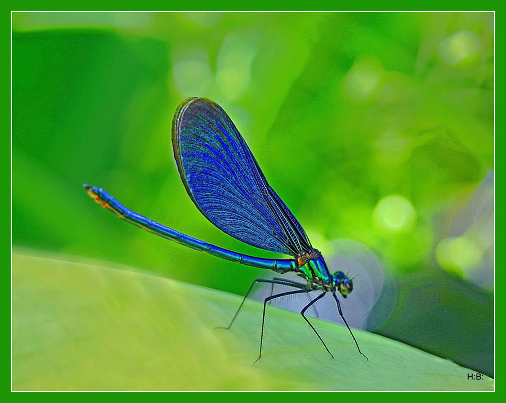 Blauflügel Prachtlibelle