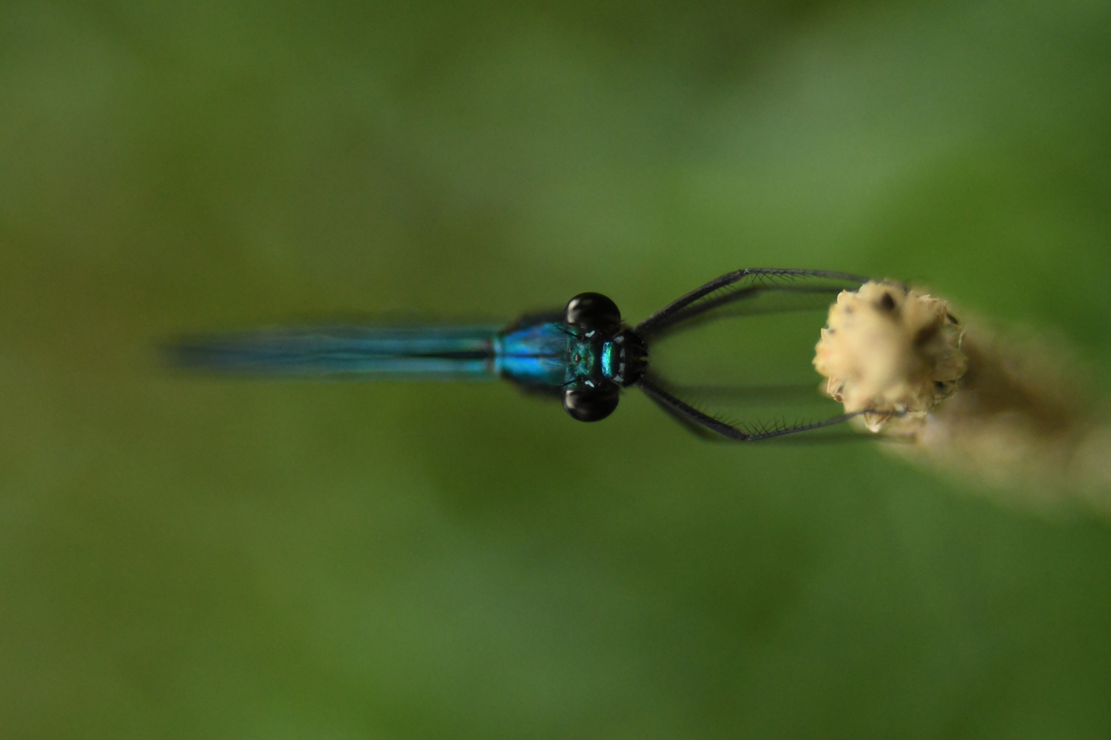 Blauflügel Prachtlibelle