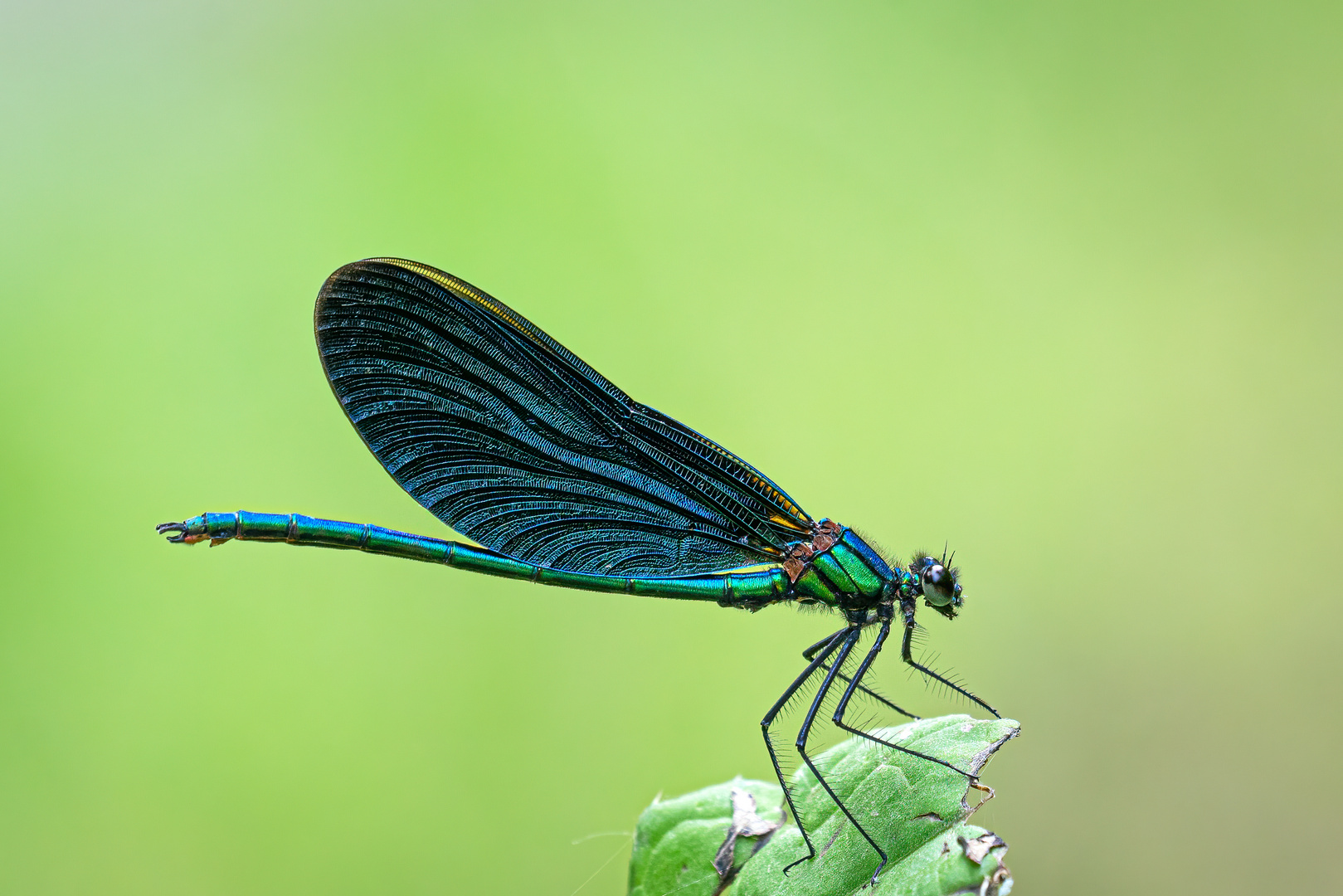 Blauflügel Prachtlibelle