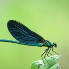 Blauflügel Prachtlibelle