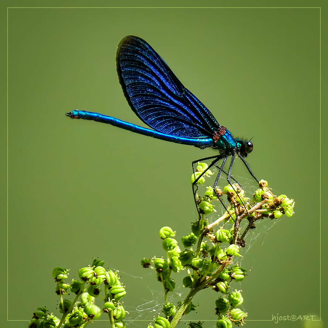 Blauflügel Prachtlibelle ...