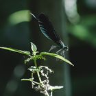 Blauflügel Prachtlibelle 