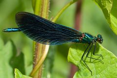 Blauflügel Prachtlibelle