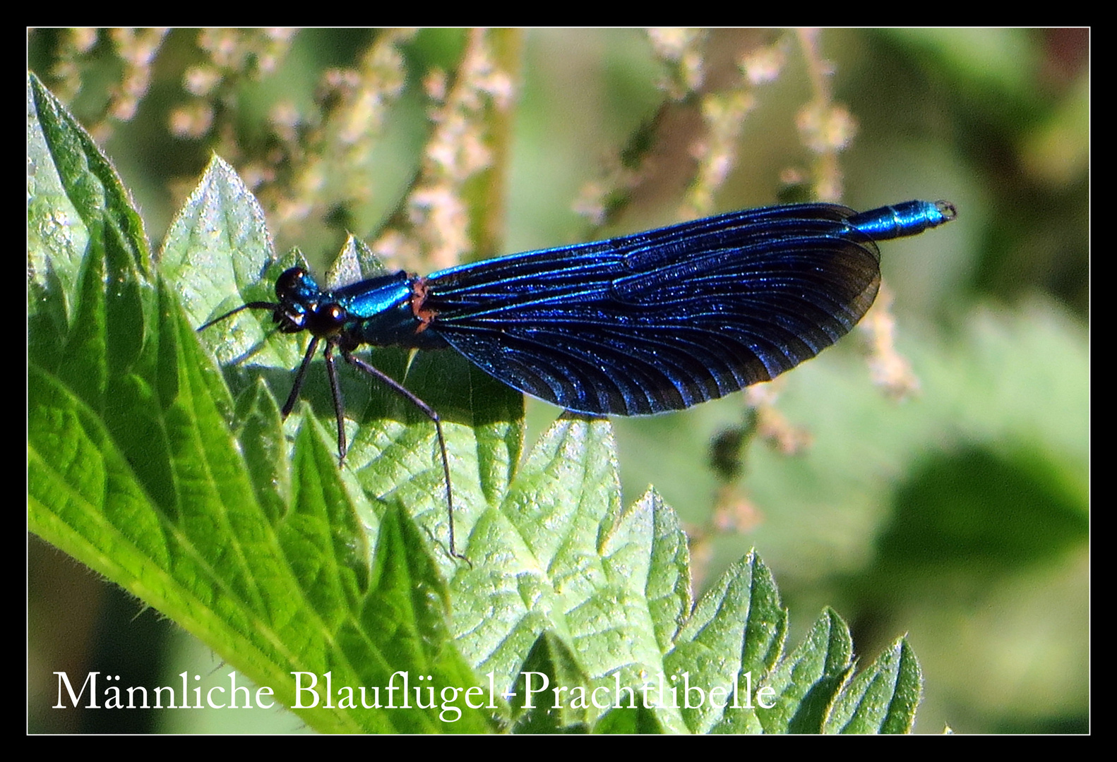 Blauflügel-Prachtlibelle