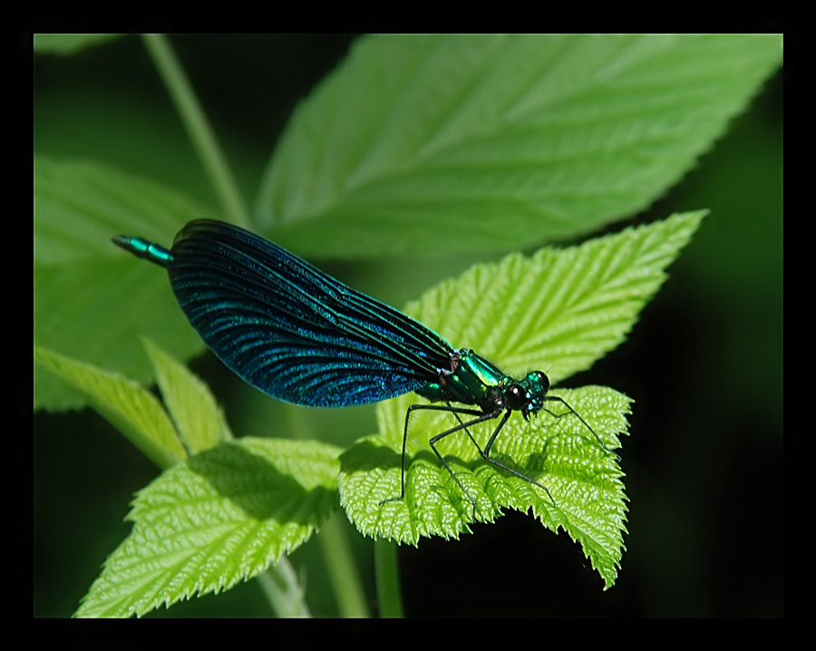 Blauflügel - Prachtlibelle