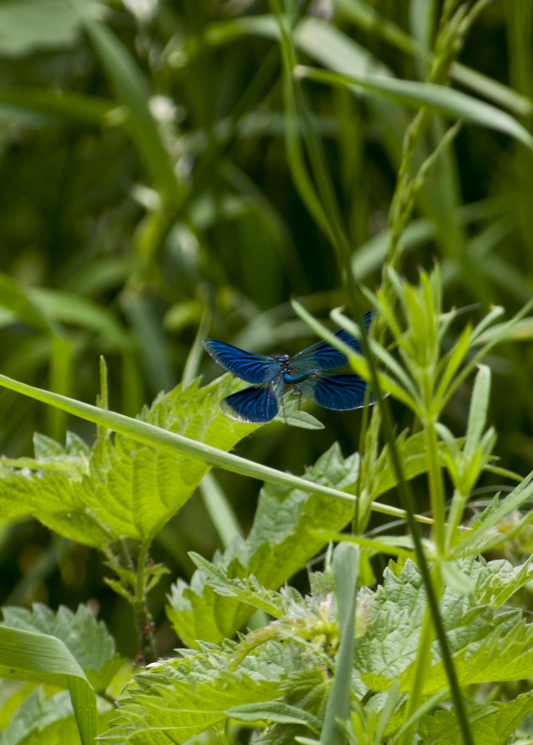 Blauflügel Prachtlibelle