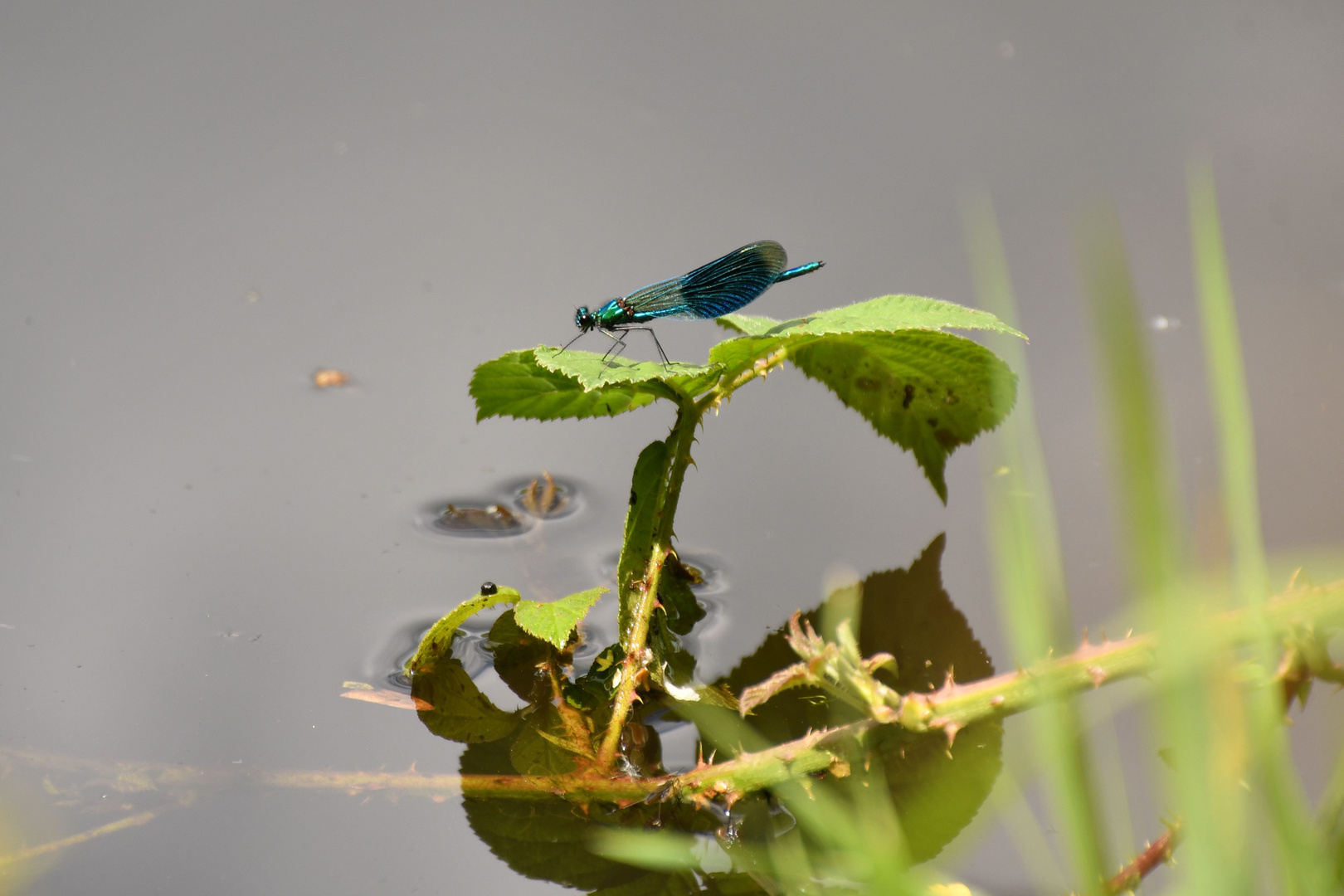 Blauflügel Prachtlibelle