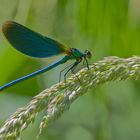 Blauflügel Prachtlibelle