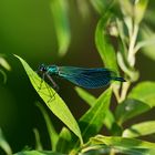 Blauflügel Prachtlibelle