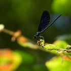 Blauflügel Prachtlibelle