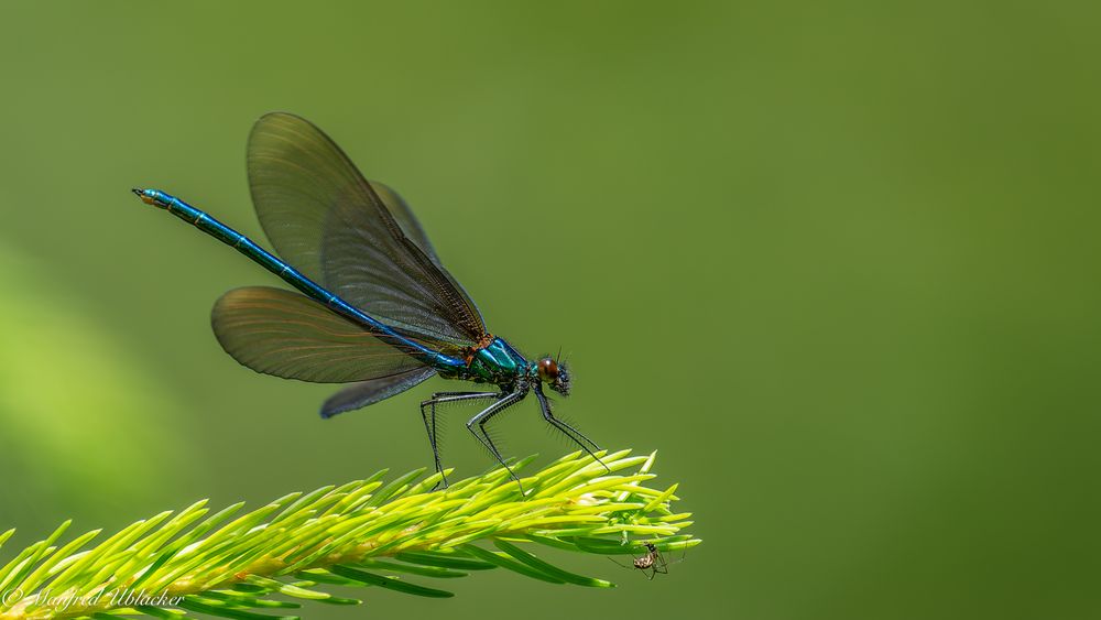Blauflügel-Prachtlibelle ...
