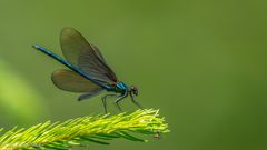 Blauflügel-Prachtlibelle ...