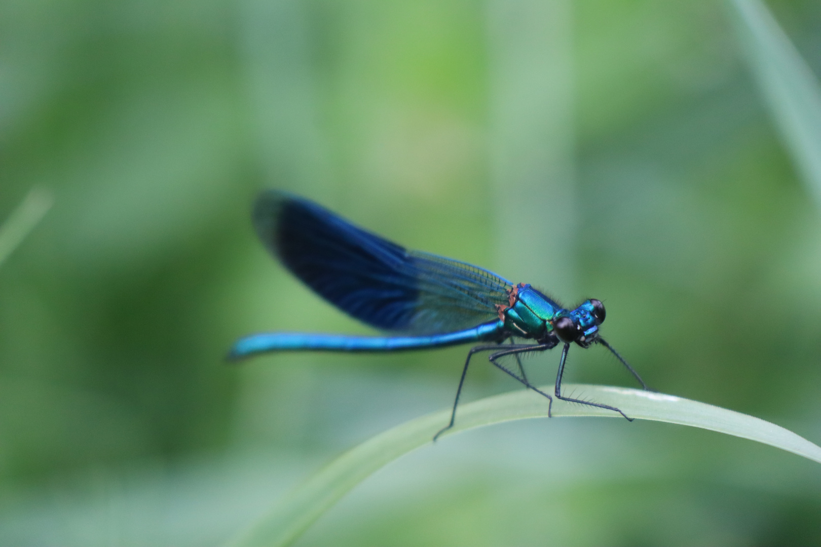 Blauflügel Prachtlibelle