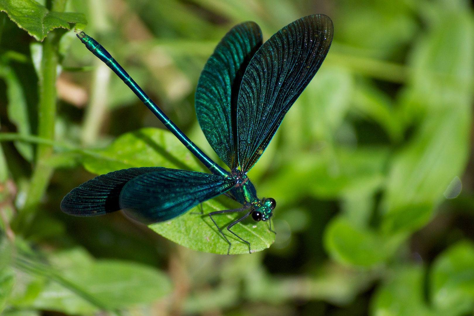 Blauflügel Prachtlibelle