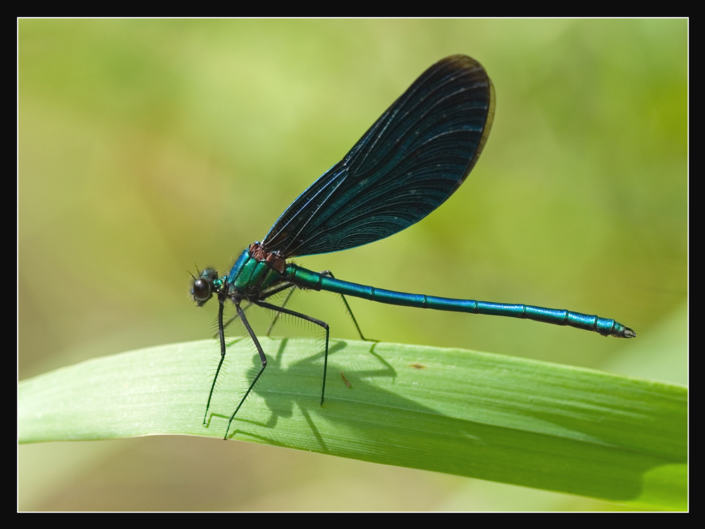 ~Blauflügel-Prachtlibelle~