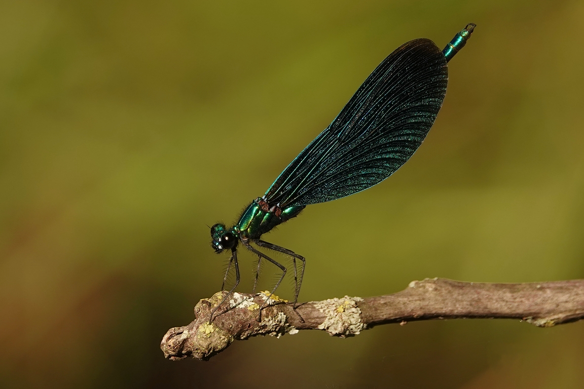 Blauflügel Prachtlibelle