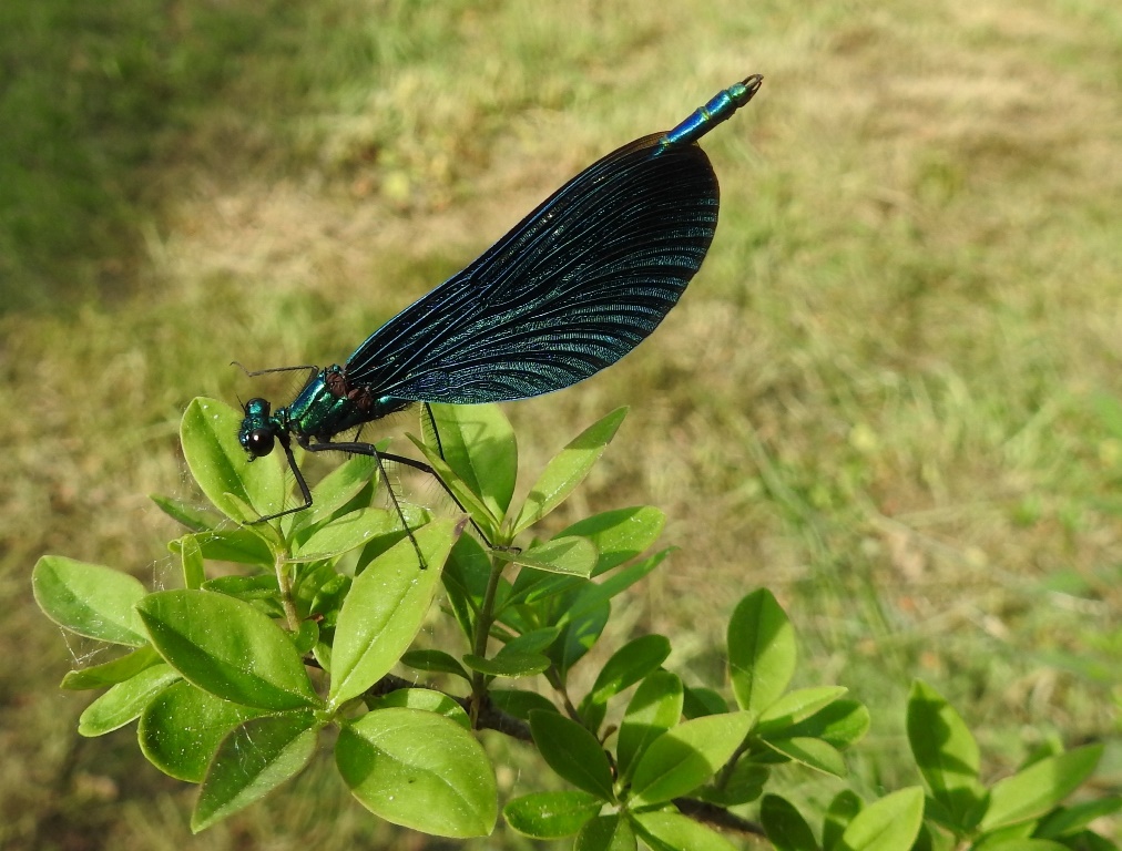 Blauflügel-Prachtlibelle 