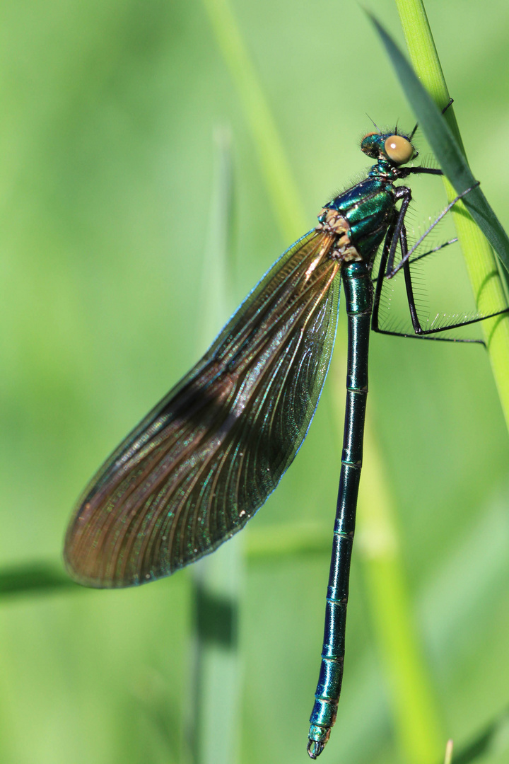 Blauflügel Prachtlibelle