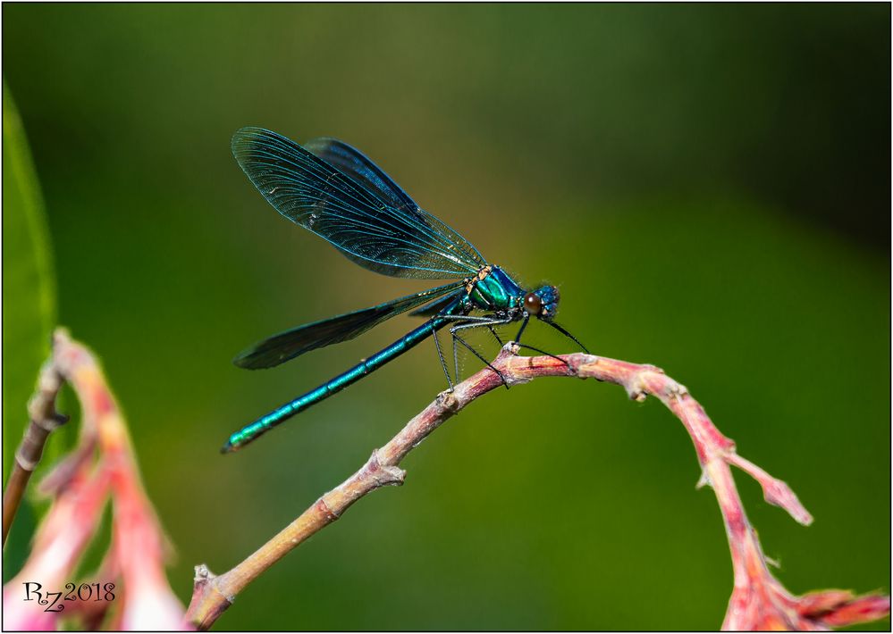 Blauflügel Prachtlibelle