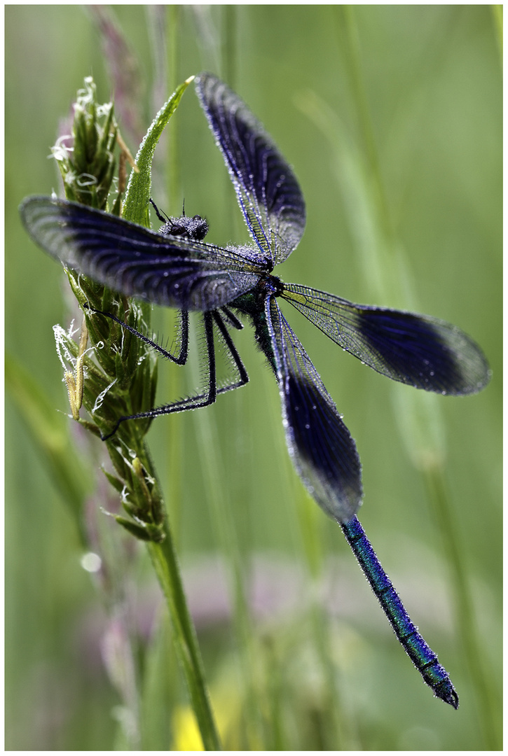 Blauflügel-Prachtlibelle...