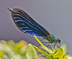 Blauflügel Prachtlibelle