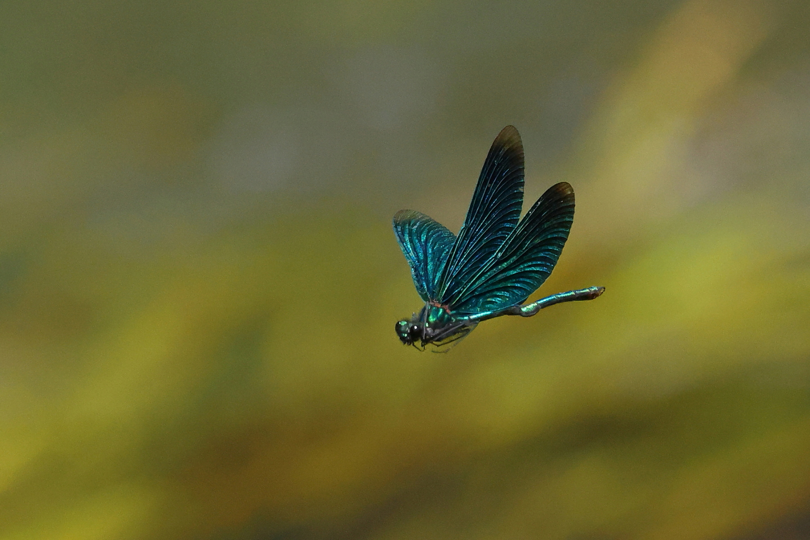 Blauflügel Prachtlibelle