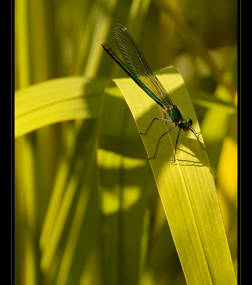 Blauflügel Prachtlibelle