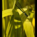 Blauflügel Prachtlibelle