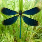 Blauflügel Prachtlibelle am Morgen