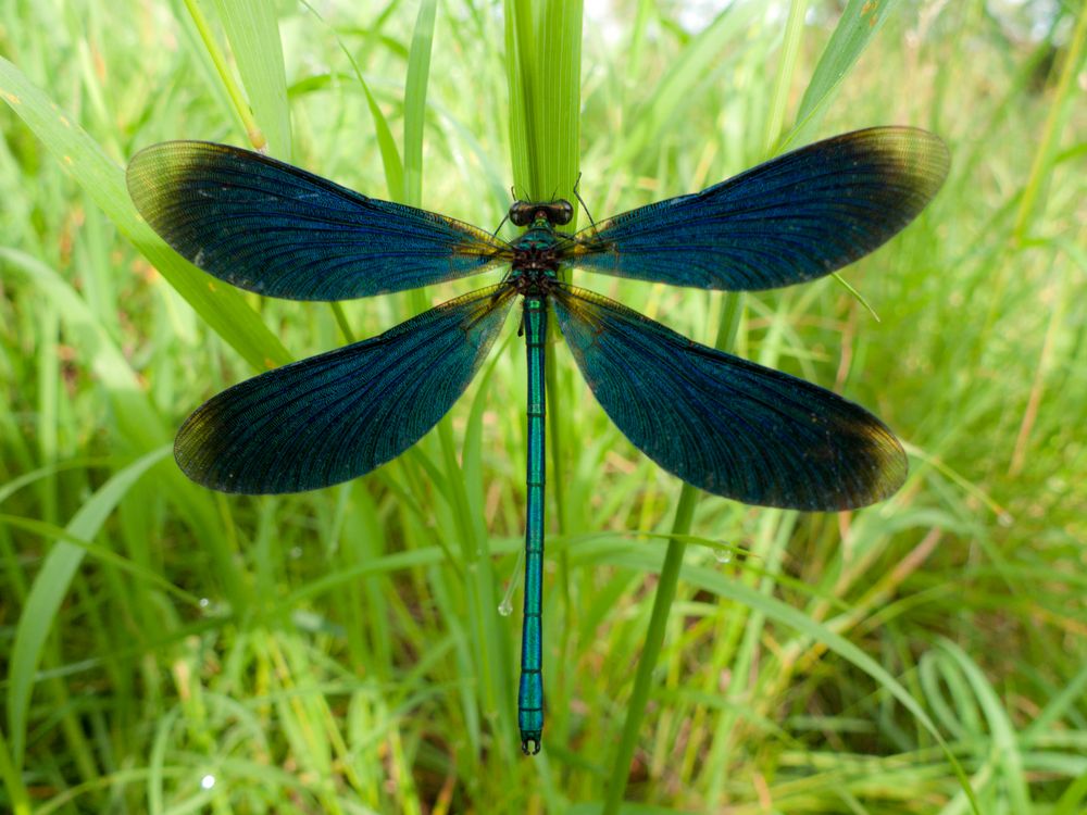 Blauflügel Prachtlibelle am Morgen