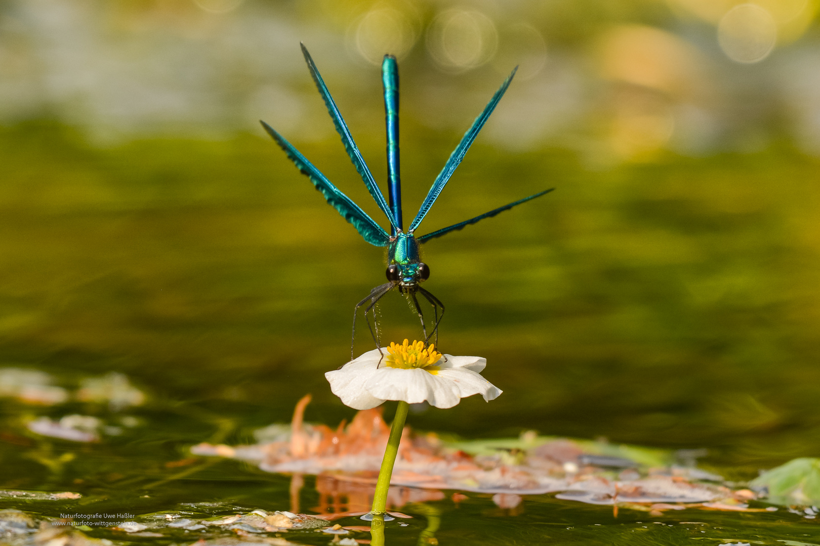 Blauflügel Prachtlibelle auf einer Blüte des Flutenden Wasserhahnenfusses