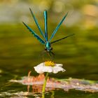 Blauflügel Prachtlibelle auf einer Blüte des Flutenden Wasserhahnenfusses