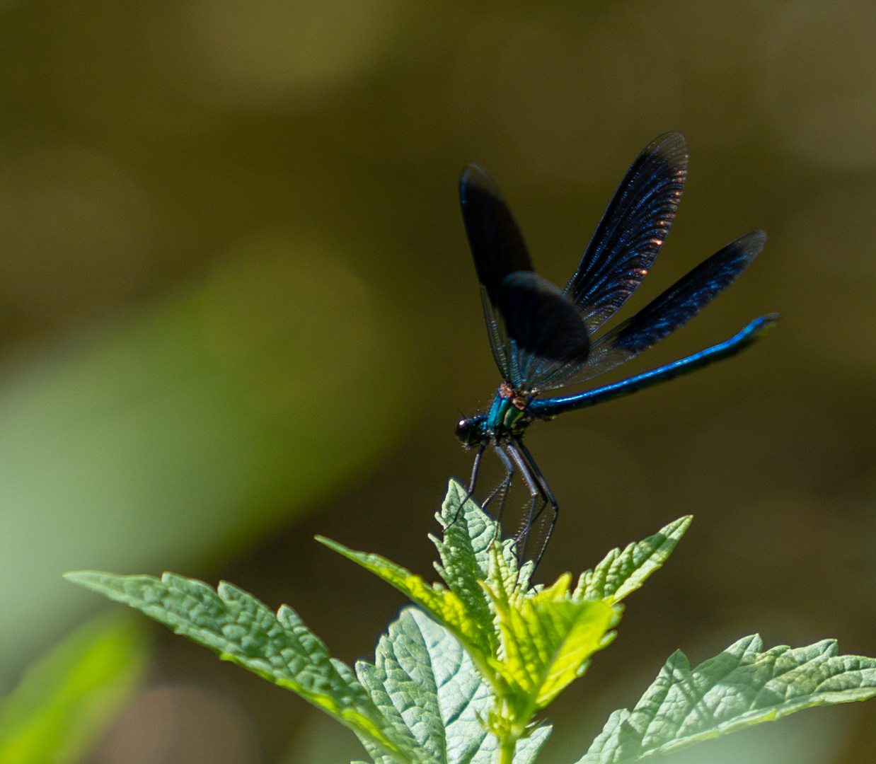 Blauflügel Prachtlibelle