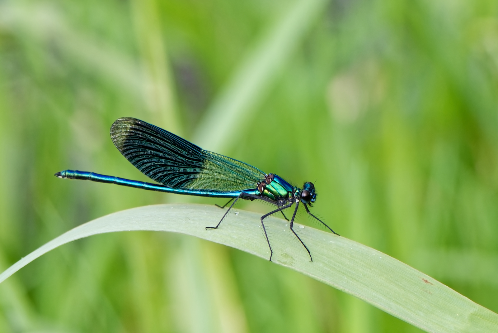 Blauflügel Prachtlibelle