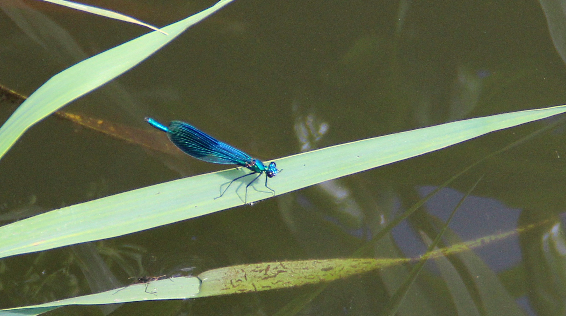 Blauflügel Prachtlibelle