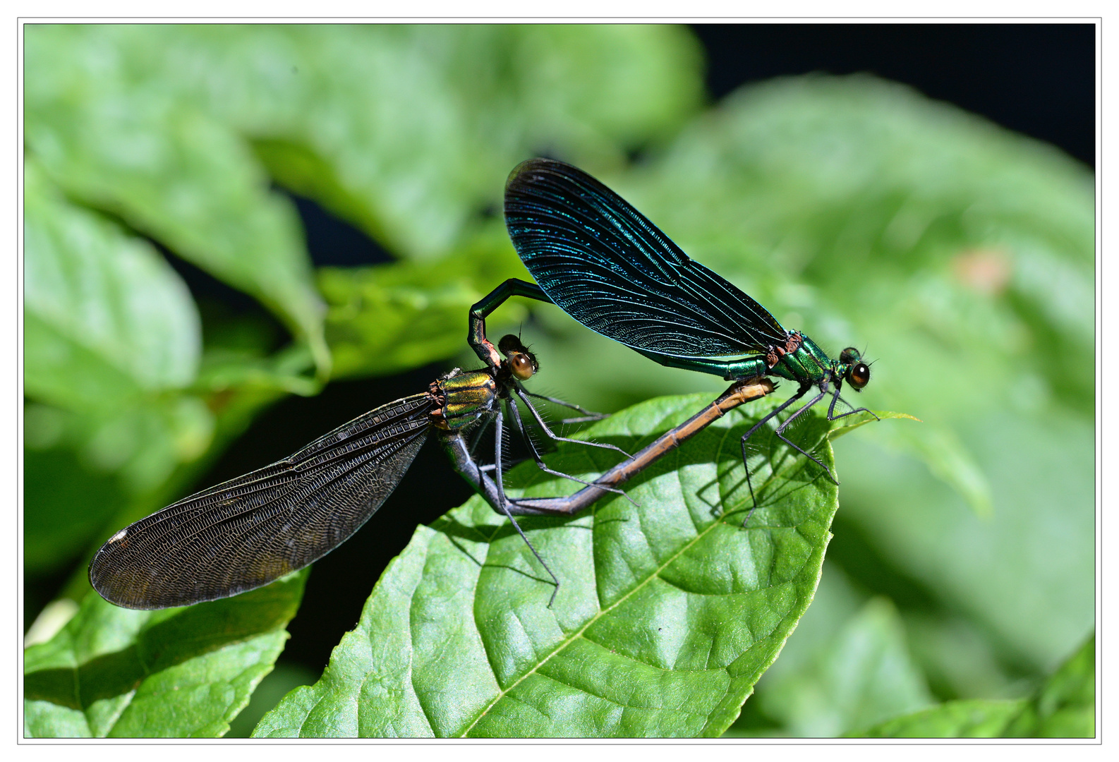 Blauflügel-Prachtlibelle bei der Paarung.